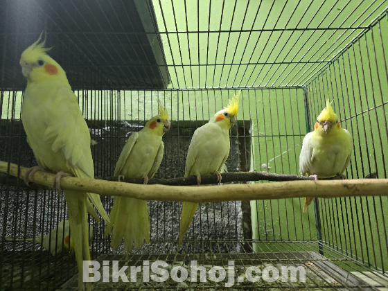 ককাটেল পাখি ফুল সেটআপ সহ বিক্রয়
